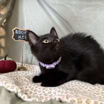 Thumbnail photo of Dareia #1