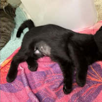 Thumbnail photo of Dareia #3