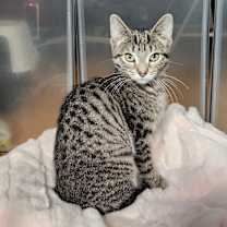 Thumbnail photo of Autumn (f) & Gusty (m) #4