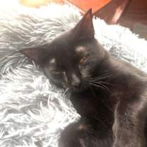 Thumbnail photo of Nebula #4