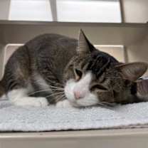 Thumbnail photo of Bicycle #3