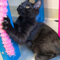 Thumbnail photo of Winston #3