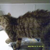 Thumbnail photo of Nutmeg #2