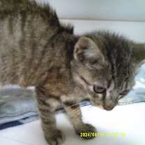 Thumbnail photo of Nutmeg #3