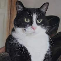 Thumbnail photo of Nunu #1