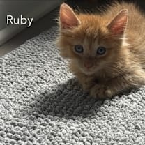 Thumbnail photo of Ruby #1