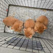 Thumbnail photo of Ruby #2