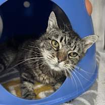 Thumbnail photo of Millie #1