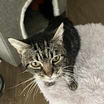 Thumbnail photo of Millie #2