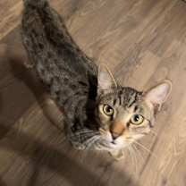 Thumbnail photo of Turtle #2