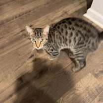 Thumbnail photo of Turtle #3