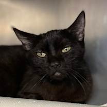 Thumbnail photo of Salsa #2