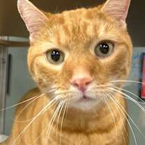 Thumbnail photo of C22-11 Chester Cheetah #2