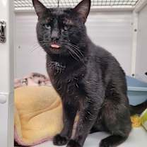 Thumbnail photo of Bagheera AHS #4