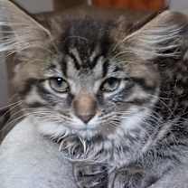 Thumbnail photo of Mozart #1