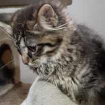 Thumbnail photo of Mozart #3