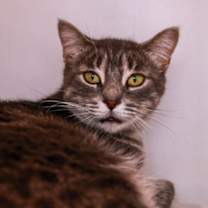 Thumbnail photo of Churro #2