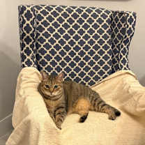 Thumbnail photo of Chippen #1