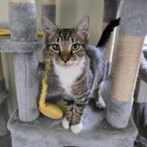 Thumbnail photo of Wolfie #1