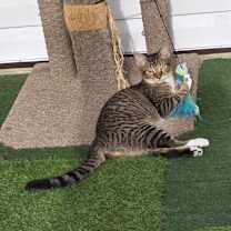 Thumbnail photo of Wolfie #3