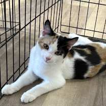 Thumbnail photo of WESLEY #1