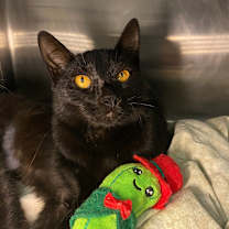 Thumbnail photo of Devil's Food Cake #1