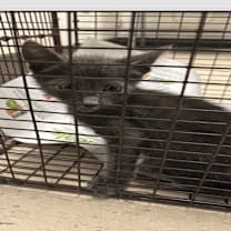 Thumbnail photo of Bicadillo #2