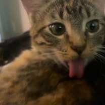 Thumbnail photo of Bear #1