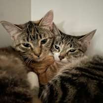 Thumbnail photo of Bear #2