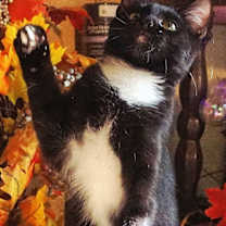 Thumbnail photo of KITTEN TWINKLE TOES #3