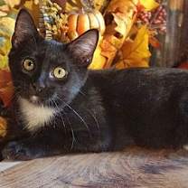 Thumbnail photo of KITTEN TWINKLE TOES #2