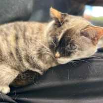 Thumbnail photo of Cappuccino #2