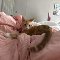 Thumbnail photo of Weasley #2