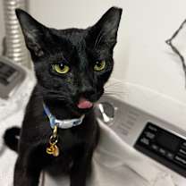 Thumbnail photo of Tone #3