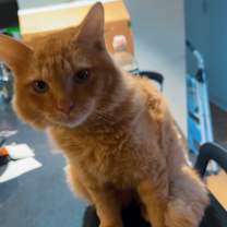 Thumbnail photo of Bo #1