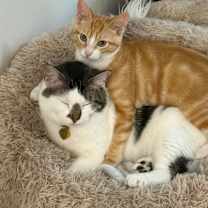 Thumbnail photo of Weasley #4