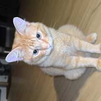 Thumbnail photo of Bo #2