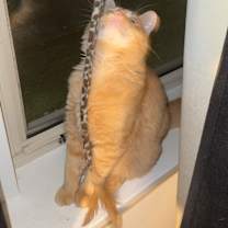 Thumbnail photo of Bo #3