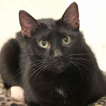 Thumbnail photo of Apollo #1