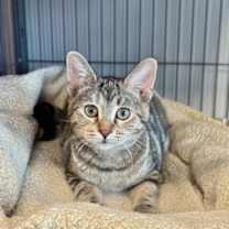 Thumbnail photo of Mickie #2