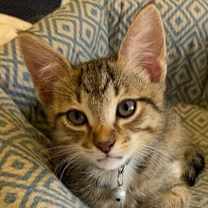 Thumbnail photo of Jimmy Choo #3