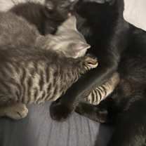 Thumbnail photo of Tate #4