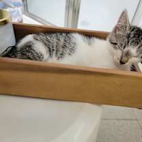 Thumbnail photo of Bronte #3