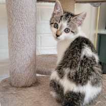 Thumbnail photo of Bronte #4