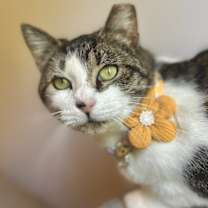 Thumbnail photo of Moo #1