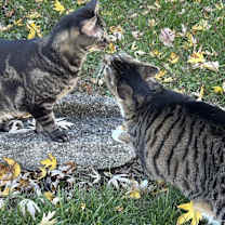 Thumbnail photo of Flower #3