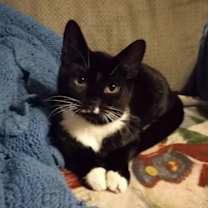 Thumbnail photo of Loverboy Laurelton #2