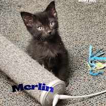 Thumbnail photo of Wizards: Merlin - No Longer Accepting Applications #1