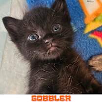 Thumbnail photo of Thanksgiving Dinner: Gobbler - Adoption Pending #1