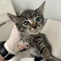 Thumbnail photo of Vera #3